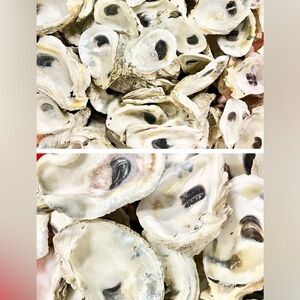 20- 3 inch and larger oyster shells, cups, and flats